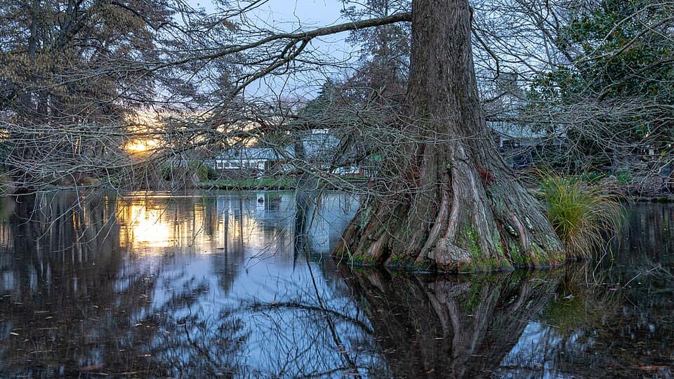 Tranquil pond in the Christchurch Botanic Gardens